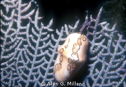 Flamingo tongue snail, shot with a Nikonos V and 35 mm wi... by Alan G. Miller 